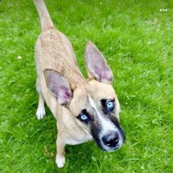 Poochie -  Husky and Mixed Breed Dog Available for Adoption in Houston, Texas - Poochie | PetCurious