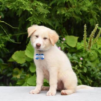 Brahman -  Retriever Dog for Adoption in Wake Forest, North Carolina - Brahman | PetCurious