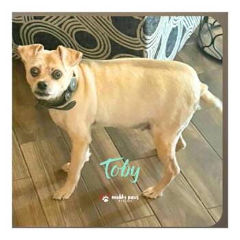 Toby -  Terrier and Yorkshire Terrier Dog for Adoption in Council Bluffs, Iowa - Toby | PetCurious