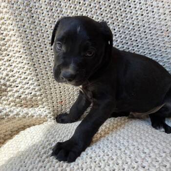 Baker -  Labrador Retriever and Mixed Breed Dog for Adoption - Baker | PetCurious