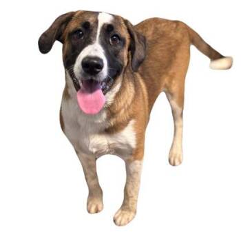 Mallory -  Saint Bernard Dog for Adoption in Red Bluff, California - Mallory | PetCurious
