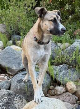 Saka -  German Shepherd Dog and Husky Dog for Adoption in Coarsegold, California - Saka | PetCurious
