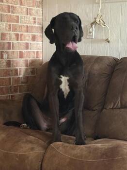 Rescue Great Dane Dogs for Adoption in Liverpool, Texas - Moose | PetCurious