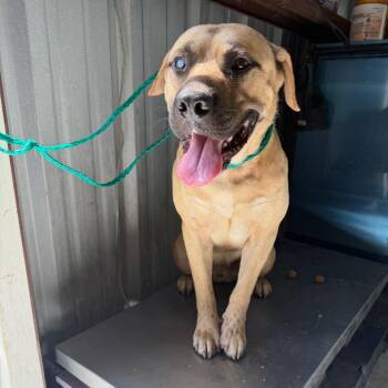 Tommy 26-07-013 -  Mastiff and Pit Bull Terrier Dog for Adoption in Bastrop, Texas - Tommy 26-07-013 | PetCurious
