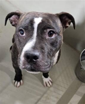 Mary - URGENT -  Pit Bull Terrier Dog for Adoption in Thousand Oaks, California - Mary - URGENT | PetCurious