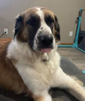 Lebowski Dean -  Saint Bernard Dog for Adoption in Bloomington, Indiana - Lebowski Dean | PetCurious