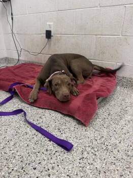 Panini -  Mixed Breed Dog for Adoption in Kansas City, Missouri - Panini | PetCurious