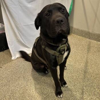 Brucie -  Pit Bull Terrier and Shar Pei Dog for Adoption in San Gabriel, California - Brucie | PetCurious