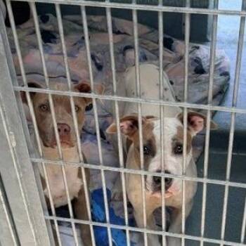 Mojo -  Pit Bull Terrier Dog for Adoption in Hawthorne, California - Mojo | PetCurious