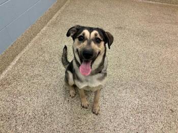 PAWMER -  German Shepherd Dog and Mixed Breed Dog for Adoption in Colorado Springs, Colorado - PAWMER | PetCurious