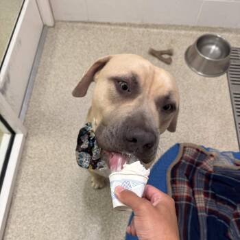 Percy -  Mixed Breed Dog for Adoption in Gloucester, Virginia - Percy | PetCurious