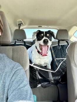 Beagle Dogs Available for Adoption - Bunny Athens | PetCurious