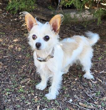 Talented Lil Mr Tanner - Lap Warmer Maltichi -  Maltese and Chihuahua Dog for Adoption in North Valley, New Mexico - Talented Lil Mr Tanner - Lap Warmer Maltichi | PetCurious
