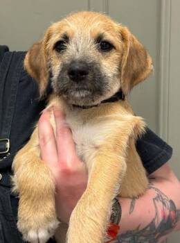 Terrier and Dachshund Dogs Available for Adoption - Kernel | PetCurious