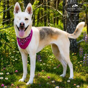 Wink -  Siberian Husky Dog for Adoption in Grayling, Michigan - Wink | PetCurious