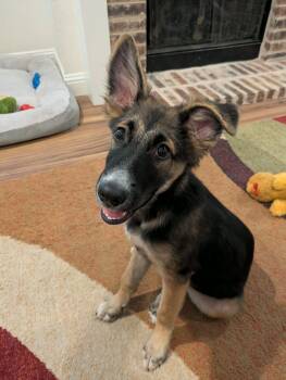 Diesel -  German Shepherd Dog Dog for Adoption in Lockhart, Texas - Diesel | PetCurious