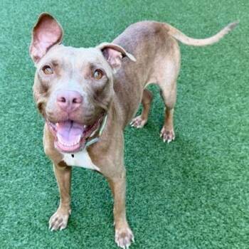 Jacey -  Mixed Breed Dog for Adoption in West Palm Beach, Florida - Jacey | PetCurious