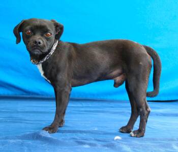 Pug Dogs Available for Adoption in Pasadena, California - CALVIN | PetCurious