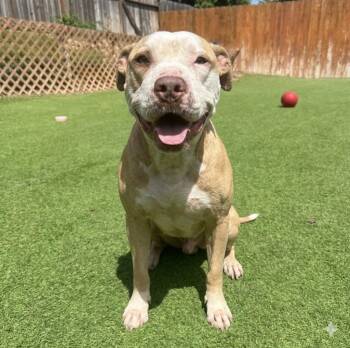American Staffordshire Terrier Dogs Available for Adoption in Huntington, New York - Cowboy | PetCurious