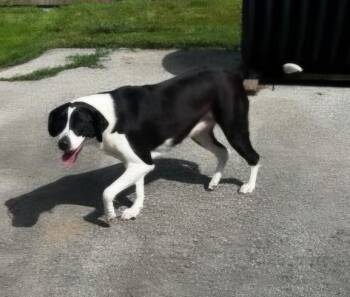 Diamond -  Labrador Retriever and Beagle Dog Available for Adoption in Lexington, Kentucky - Diamond | PetCurious