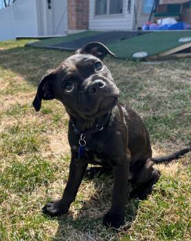 Mixed Breed Dogs Available for Adoption in De Pere, Wisconsin - Bella | PetCurious