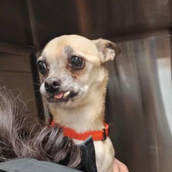 Bella -  Mixed Breed Dog for Adoption in Davenport, Iowa - Bella | PetCurious