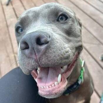 Pippa -  Mixed Breed Dog for Adoption in West Olive, Michigan - Pippa | PetCurious