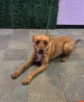 AZULA -  Shepherd and Mixed Breed Dog for Adoption in El Paso, Texas - AZULA | PetCurious