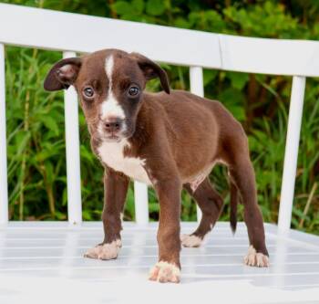State Fair Litter - Space Tower -  Pit Bull Terrier and Mixed Breed Dog for Adoption in Savage, Minnesota - State Fair Litter - Space Tower | PetCurious