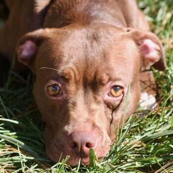 Rescue Mixed Breed Dogs for Adoption in Allentown, Pennsylvania - Dream | PetCurious