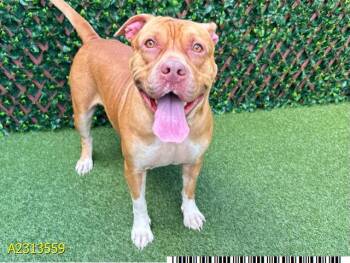 Rescue Mixed Breed Dogs for Adoption in West Palm Beach, Florida - JANE GOODDOG | PetCurious