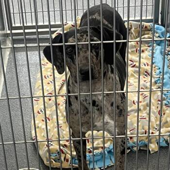 Catahoula Leopard Dog Dogs Available for Adoption - Meadow | PetCurious