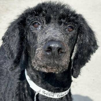 Billie Goat -  Poodle Dog for Adoption in Matteson, Illinois - Billie Goat | PetCurious