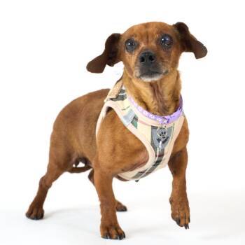 Dachshund Dogs Available for Adoption in San Francisco, California - Groupie 13987 | PetCurious