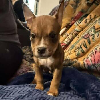 Pit Bull Terrier and American Staffordshire Terrier Dogs Available for Adoption - Rain | PetCurious