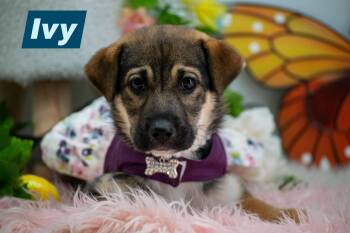 Shepherd and Hound Dogs Available for Adoption - Ivy | PetCurious
