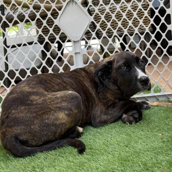 Kira Watanabe -  Pit Bull Terrier and American Foxhound Dog for Adoption in Manchester, Pennsylvania - Kira Watanabe | PetCurious
