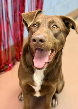 Chocolate Labrador Retriever Dogs Available for Adoption - Lara | PetCurious