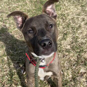 Pit Bull Terrier Dogs Available for Adoption - Alvin | PetCurious