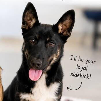 Padre -  Mixed Breed Dog for Adoption in Hemet, California - Padre | PetCurious