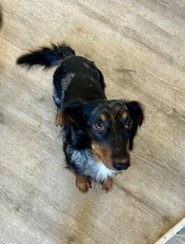Finn -  Dachshund Dog for Adoption in Chickasha, Oklahoma - Finn | PetCurious