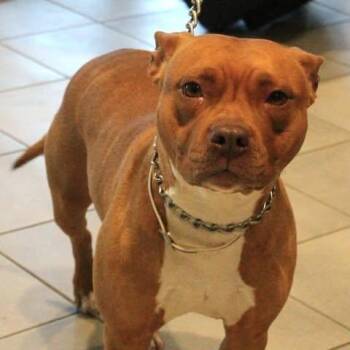 Pit Bull Terrier Dogs Available for Adoption in Fredericksburg, Virginia - 26-00520 XENA | PetCurious