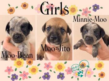 Mixed Breed Dogs Available for Adoption in Brookshire, Texas - Moo Bean | PetCurious