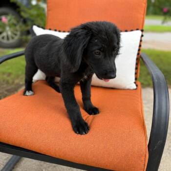 Bo -  Black Labrador Retriever Dog for Adoption in Parrish, Alabama - Bo | PetCurious