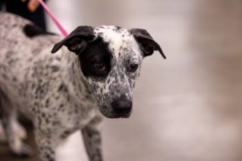 Australian Cattle Dog Blue Heeler Dogs Available for Adoption in Brookshire, Texas - Beth - Local April 26 | PetCurious