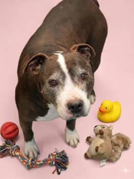 Pit Bull Terrier and Mixed Breed Dogs Available for Adoption - Apache | PetCurious