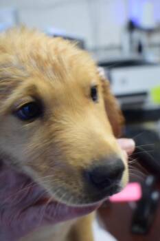 Golden Retriever and German Shepherd Dog Dogs Available for Adoption in Pahrump, Nevada - Toast (Mollie L582 P4) | PetCurious