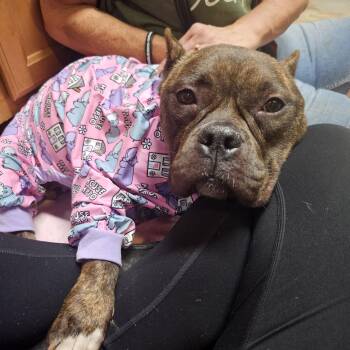 Dee -  Mixed Breed Dog for Adoption in Huntsville, Alabama - Dee | PetCurious