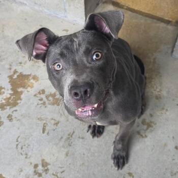 Baxter -  Pit Bull Terrier Dog for Adoption in Bristol, Indiana - Baxter | PetCurious