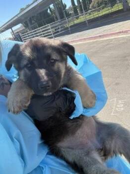 Rosie Royal -  Shepherd and Mixed Breed Dog for Adoption in Fresno, California - Rosie Royal | PetCurious